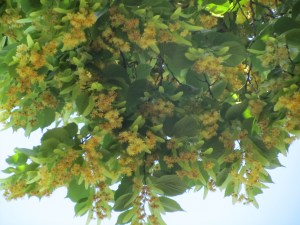 Linden blossoms in Vienna