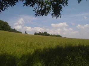 On the way to Cobenzl