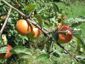 schafberg_apple tree_3