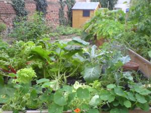 communal gardens_2012-06-28_01