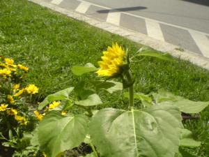 Sunflower in a traffic circle
