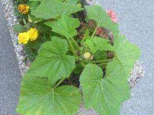 squash plants in planter_narrenturm_2012-07_2