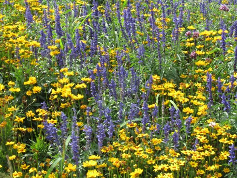 traffic triangle_flowers_2012-08-15_1