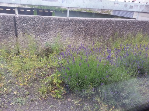 Lavender at Schottentor