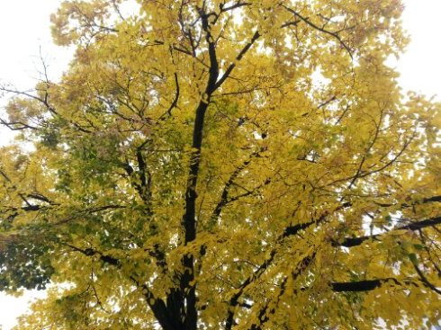 20131012_084025.jpg image