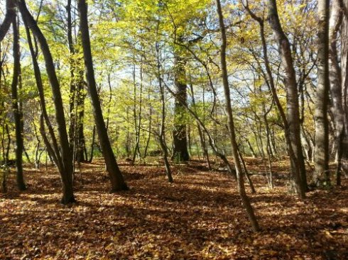 20131026_140740.jpg image