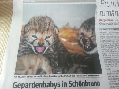 zoo_cheetah cubs_2014