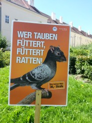 don't feed the birds_modern
