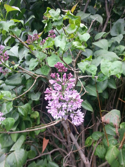 20140914_151408.jpg image