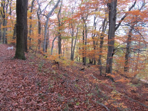 37_going from kahlenberg to sulzwiese.JPG