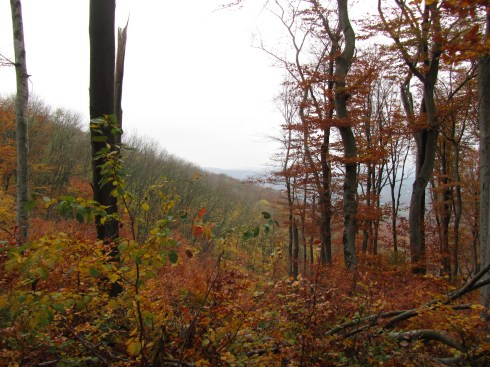 49_going from sulzwiese to cobenzl